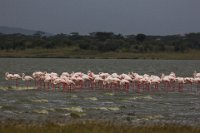 Safari2013-275
