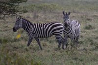 Safari2013-276