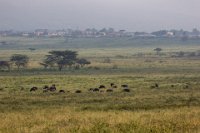 Safari2013-278