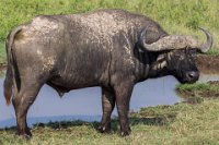 Safari2013-282