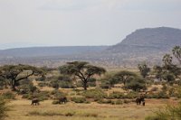 Safari2013-30