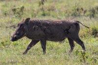 Safari2013-300
