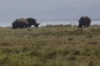 Safari2013-302