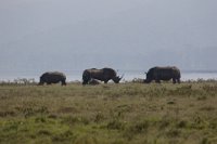 Safari2013-305