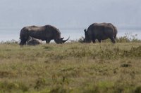 Safari2013-306