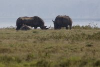 Safari2013-307