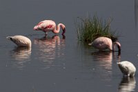 Safari2013-311
