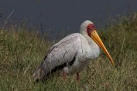 Safari2013-312