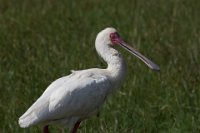 Safari2013-313