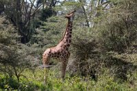 Safari2013-315