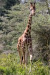 Safari2013-316