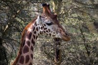 Safari2013-317