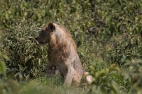 Safari2013-321