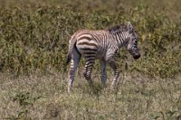Safari2013-349