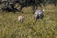 Safari2013-350