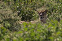 Safari2013-351