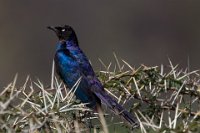 Safari2013-352