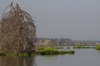 Safari2013-368