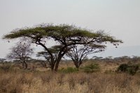 Safari2013-37