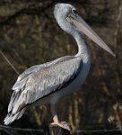 Safari2013-371