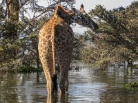 Safari2013-373