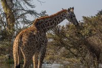 Safari2013-374