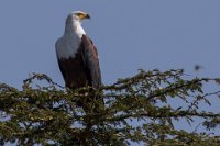 Safari2013-375