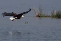 Safari2013-377
