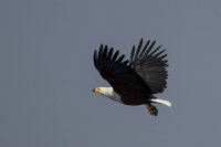 Safari2013-378