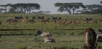 Safari2013-385