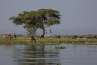 Safari2013-386