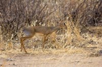 Safari2013-39