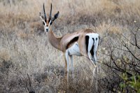 Safari2013-40