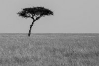 Safari2013-401