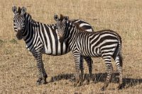 Safari2013-404