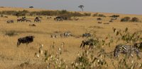 Safari2013-408
