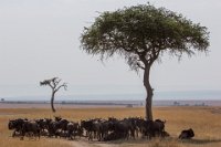 Safari2013-409