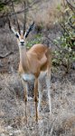 Safari2013-41