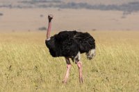 Safari2013-410