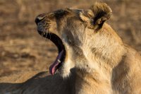 Safari2013-416