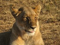 Safari2013-419