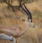 Safari2013-42