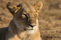 Safari2013-420