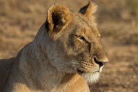 Safari2013-421