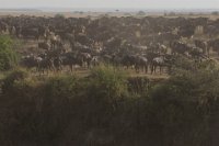 Safari2013-428