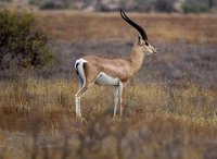 Safari2013-43