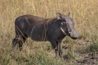 Safari2013-433