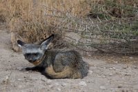 Safari2013-44