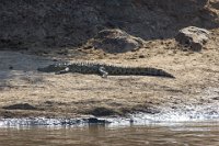 Safari2013-440