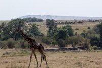Safari2013-445